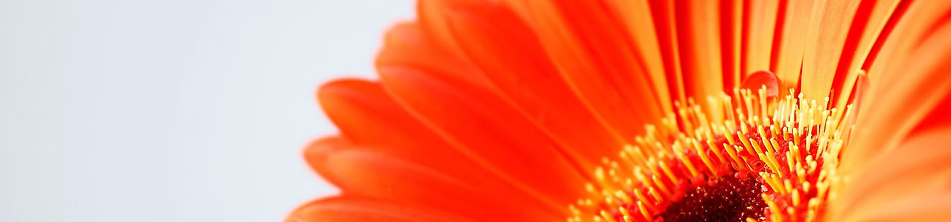 orange_flower_texture
